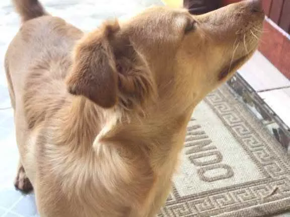 Cachorro ra a Não definida idade 2 anos nome Marly