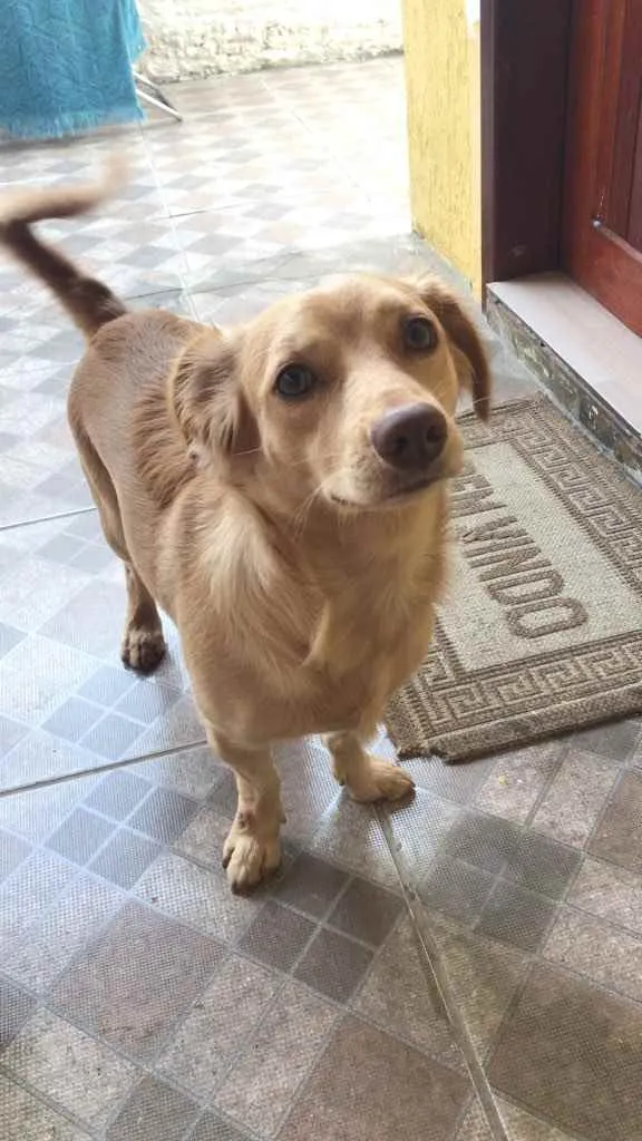 Cachorro ra a Não definida idade 2 anos nome Marly