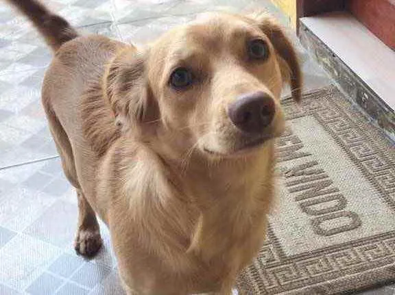 Cachorro ra a Não definida idade 2 anos nome Marly