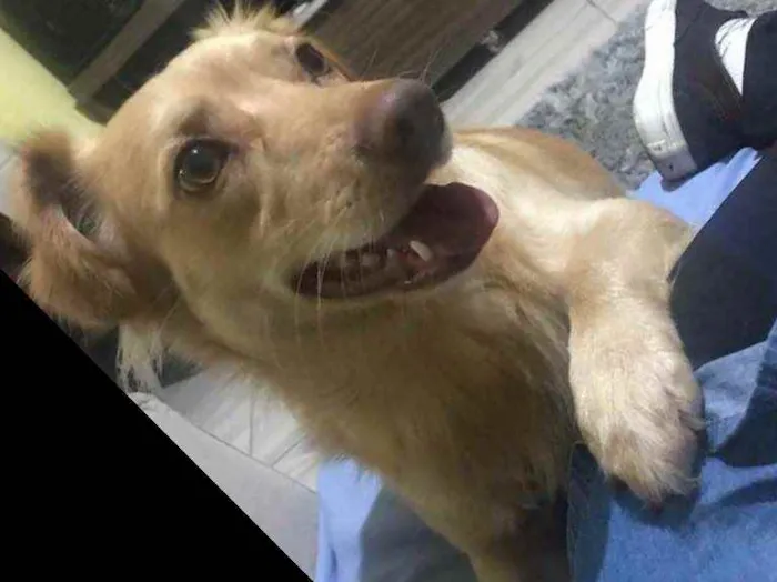 Cachorro ra a Não definida idade 2 anos nome Marly