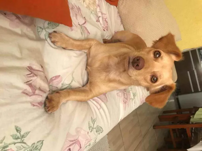 Cachorro ra a Não definida idade 2 anos nome Marly