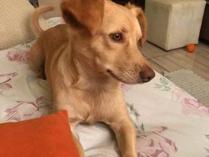 Cachorro ra a Não definida idade 2 anos nome Marly