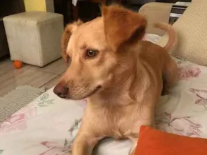 Cachorro raça Não definida idade 2 anos nome Marly