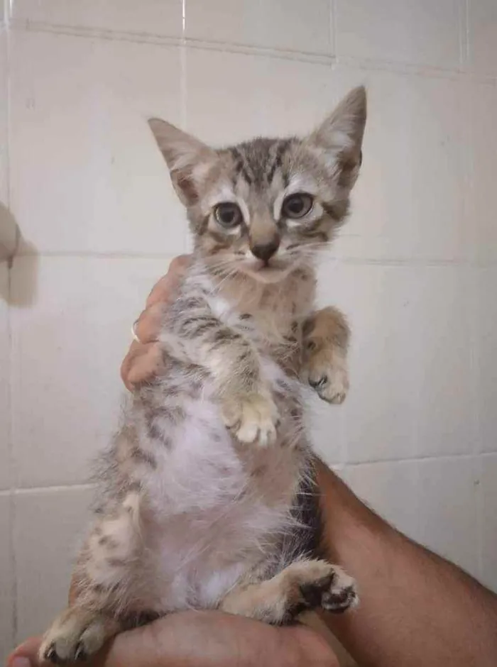 Gato ra a SRD idade 2 a 6 meses nome Fred