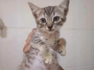 Gato raça SRD idade 2 a 6 meses nome Fred