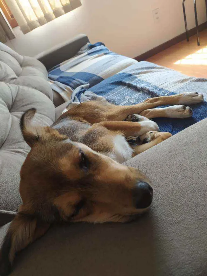 Cachorro ra a Vira lata idade 2 a 6 meses nome Lucy