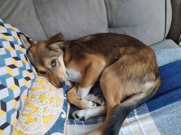 Cachorro ra a Vira lata idade 2 a 6 meses nome Lucy