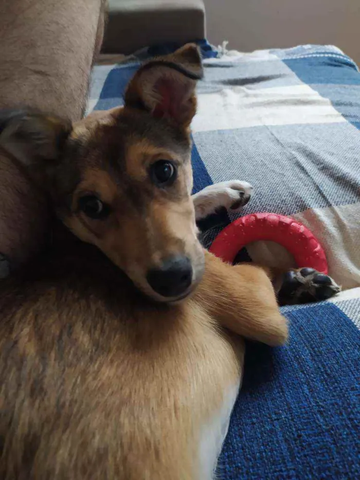 Cachorro ra a Vira lata idade 2 a 6 meses nome Lucy