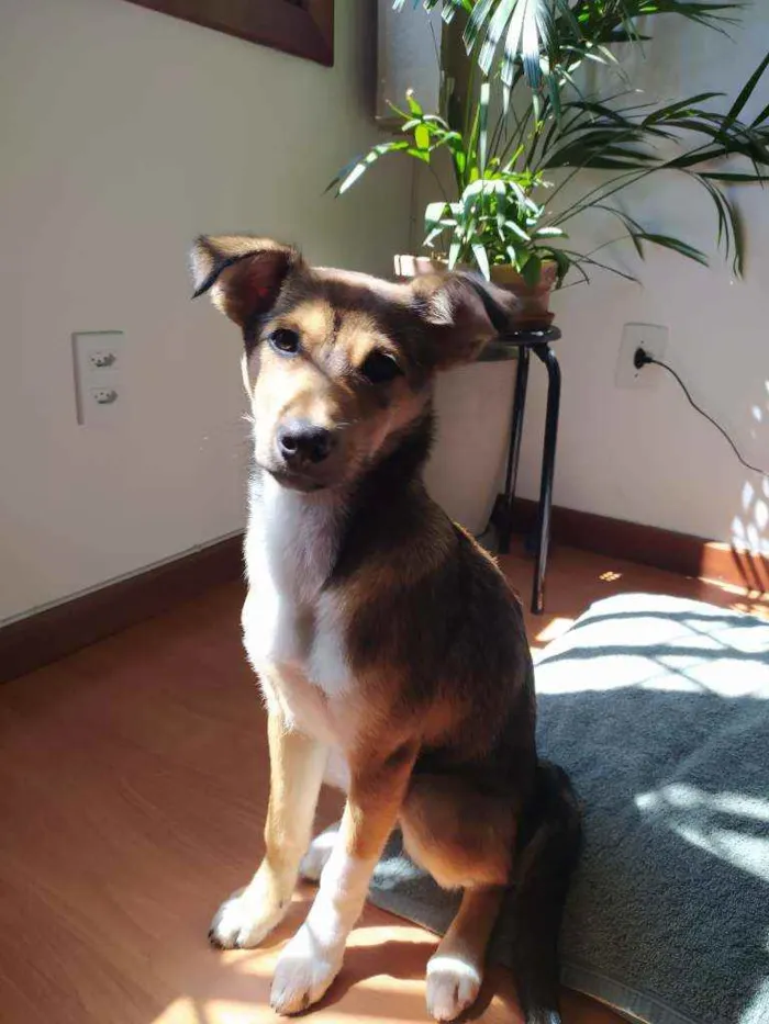 Cachorro ra a Vira lata idade 2 a 6 meses nome Lucy