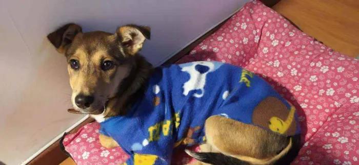 Cachorro ra a Vira lata idade 2 a 6 meses nome Lucy