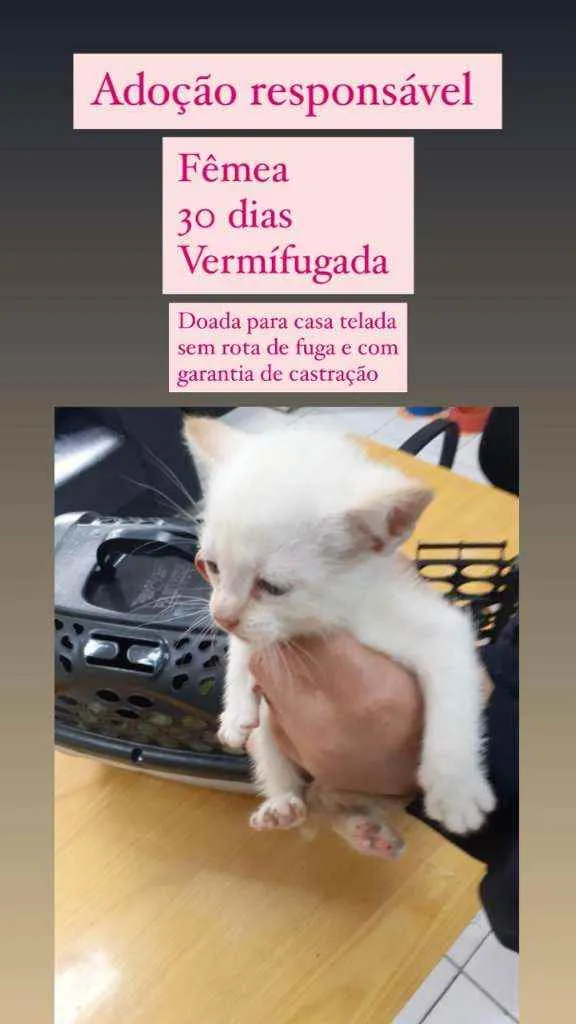 Gato ra a Srd idade Abaixo de 2 meses nome Nina