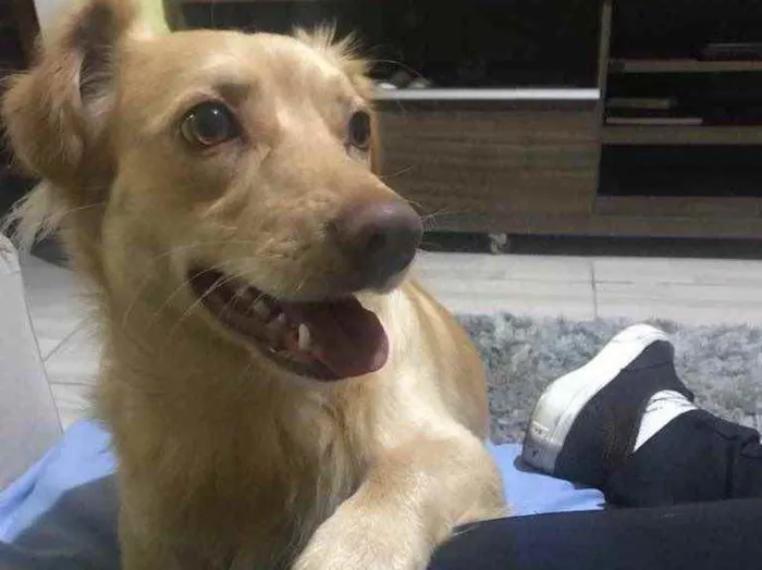 Cachorro ra a Não definida idade 2 anos nome Marly