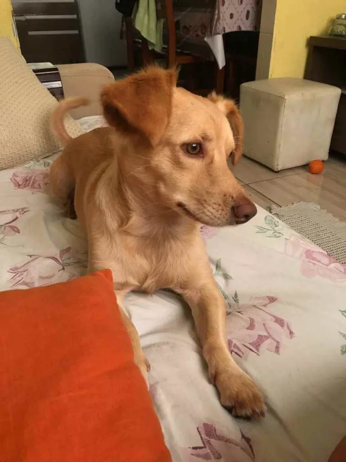 Cachorro ra a Não definida idade 2 anos nome Marly