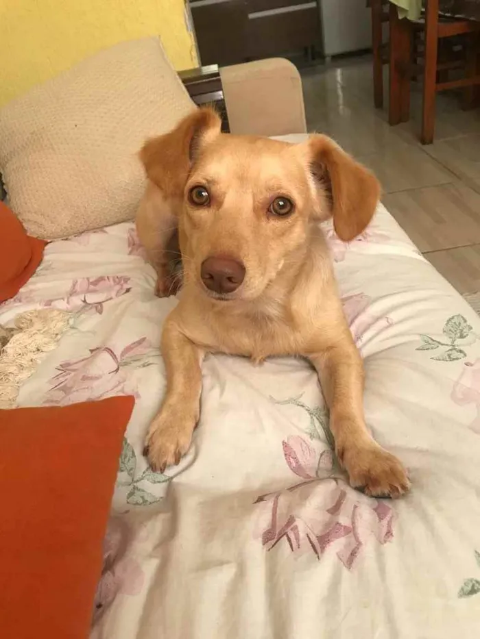 Cachorro ra a Não definida idade 2 anos nome Marly