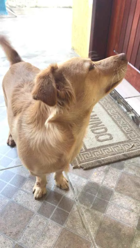 Cachorro ra a Não definida idade 2 anos nome Marly