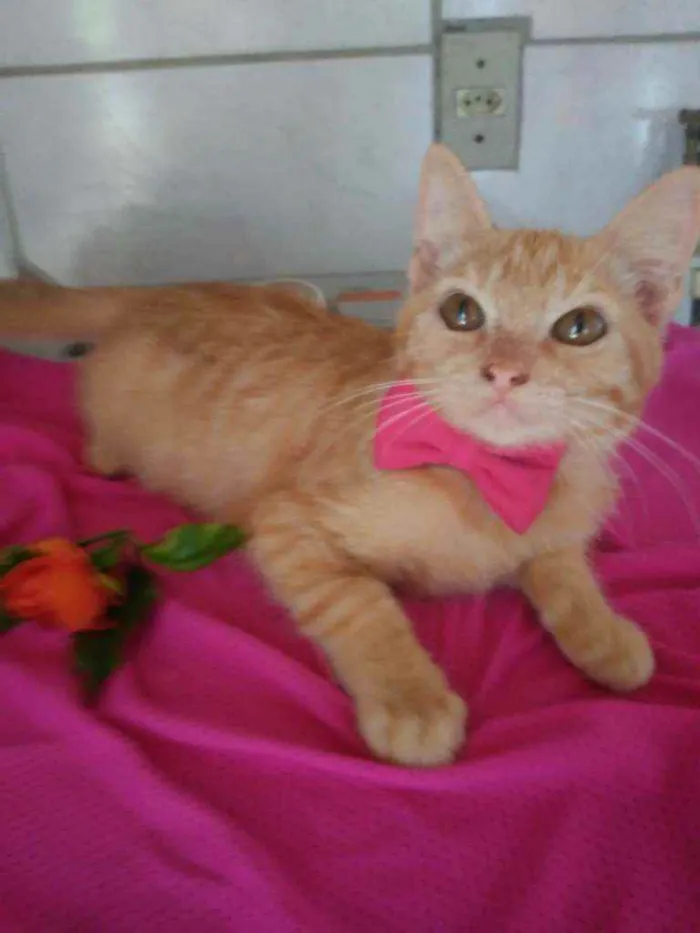 Gato ra a Peluda média idade 2 a 6 meses nome Mel
