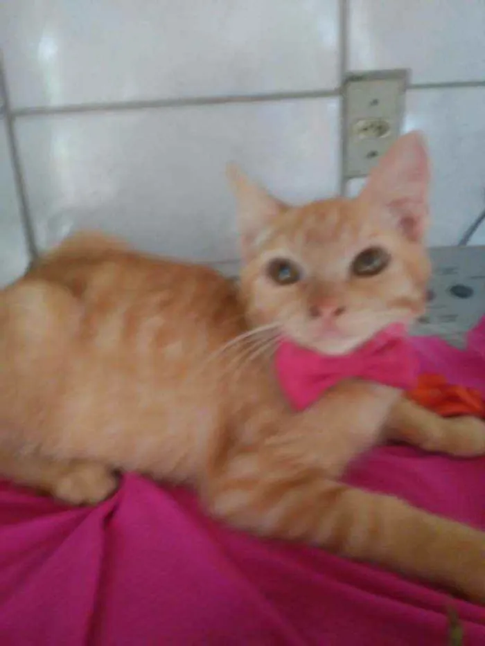 Gato ra a Peluda média idade 2 a 6 meses nome Mel