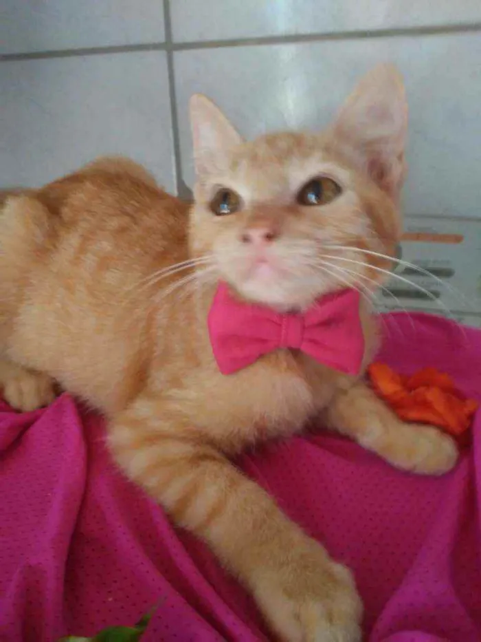 Gato ra a Peluda média idade 2 a 6 meses nome Mel