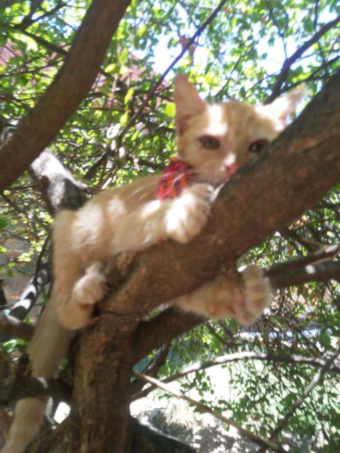 Gato ra a Peluda média idade 2 a 6 meses nome Mel