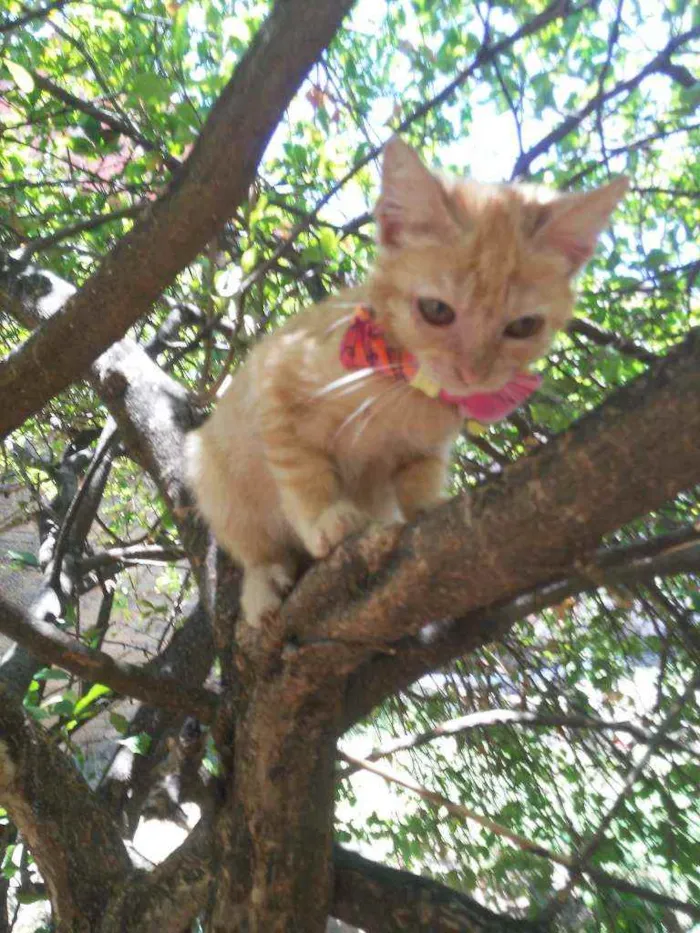 Gato ra a Peluda média idade 2 a 6 meses nome Mel