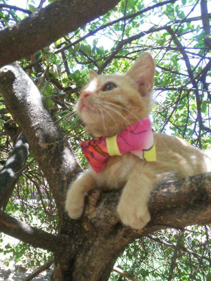 Gato ra a Peluda média idade 2 a 6 meses nome Mel