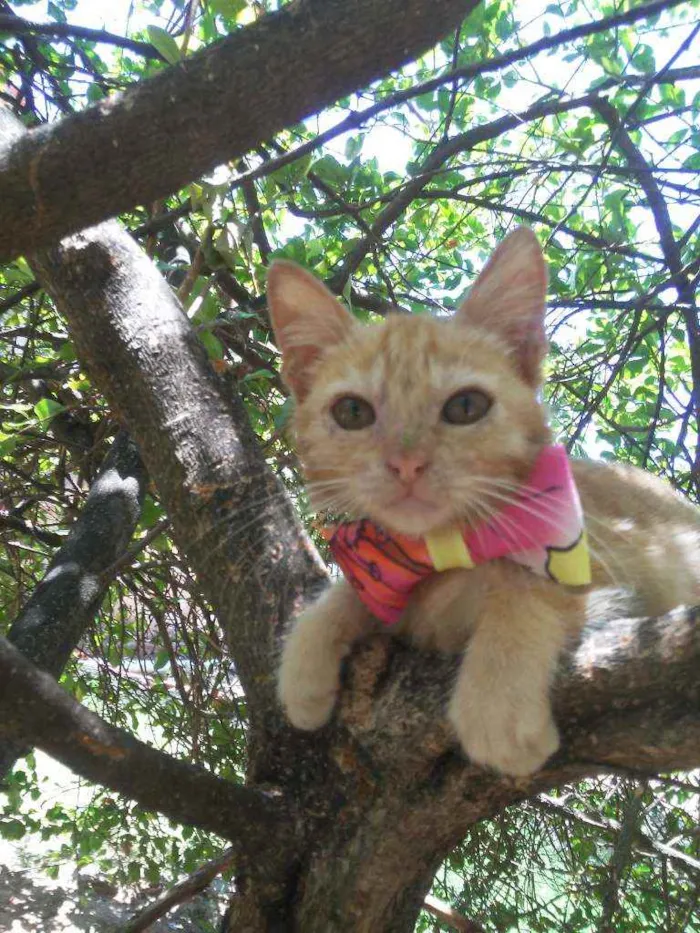 Gato ra a Peluda média idade 2 a 6 meses nome Mel