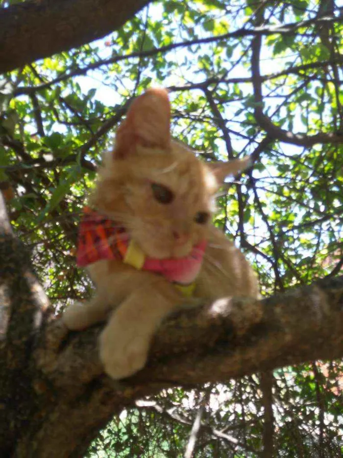 Gato ra a Peluda média idade 2 a 6 meses nome Mel