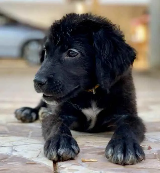 Cachorro ra a Mestiço  idade 2 a 6 meses nome Spike 