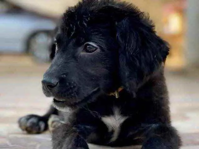 Cachorro ra a Mestiço  idade 2 a 6 meses nome Spike 