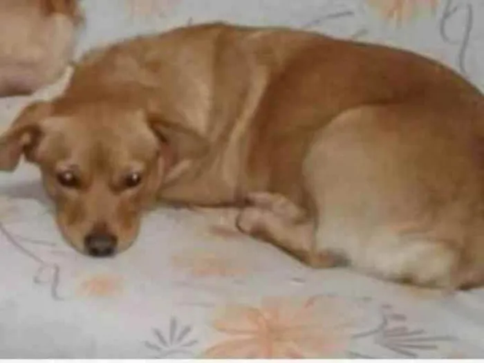 Cachorro ra a SRD idade 2 anos nome Belinha 