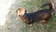 Tuco