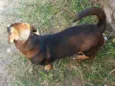 Tuco
