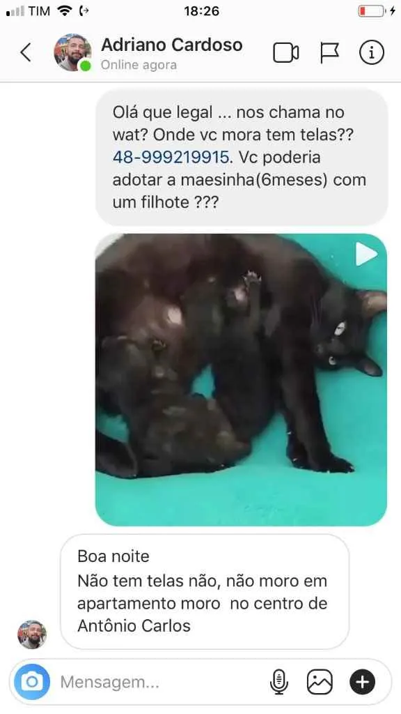 Gato ra a  idade 2 a 6 meses nome Não sei 