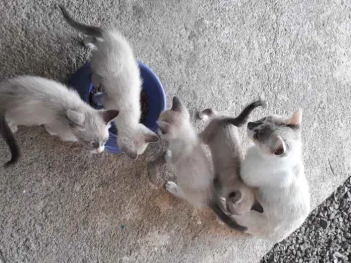 Gato ra a  idade 2 a 6 meses nome Não sei 