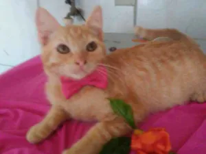 Gato raça Peluda média idade 2 a 6 meses nome Mel