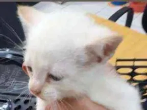 Gato raça Srd idade Abaixo de 2 meses nome Nina