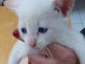 Gato raça Srd idade Abaixo de 2 meses nome Nino