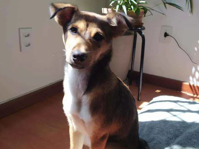 Cachorro ra a Vira lata idade 2 a 6 meses nome Lucy