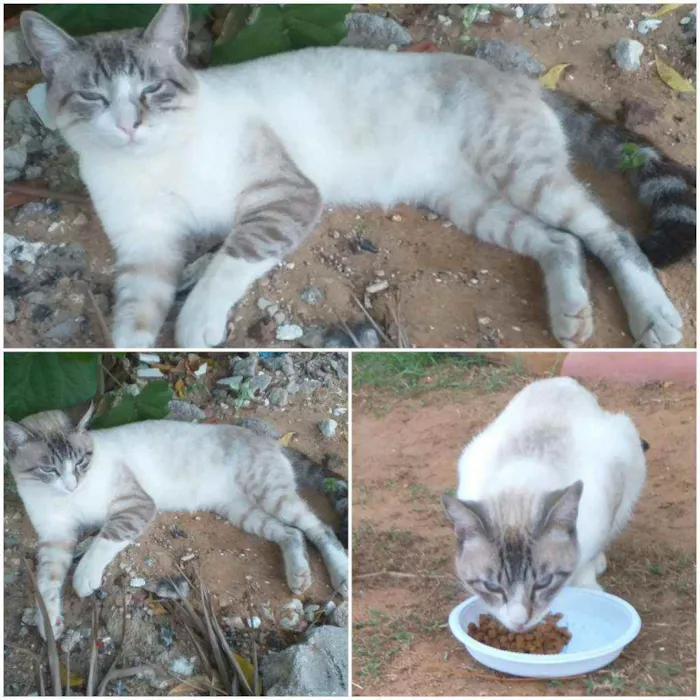 Gato raça SRD idade 1 ano nome Luck