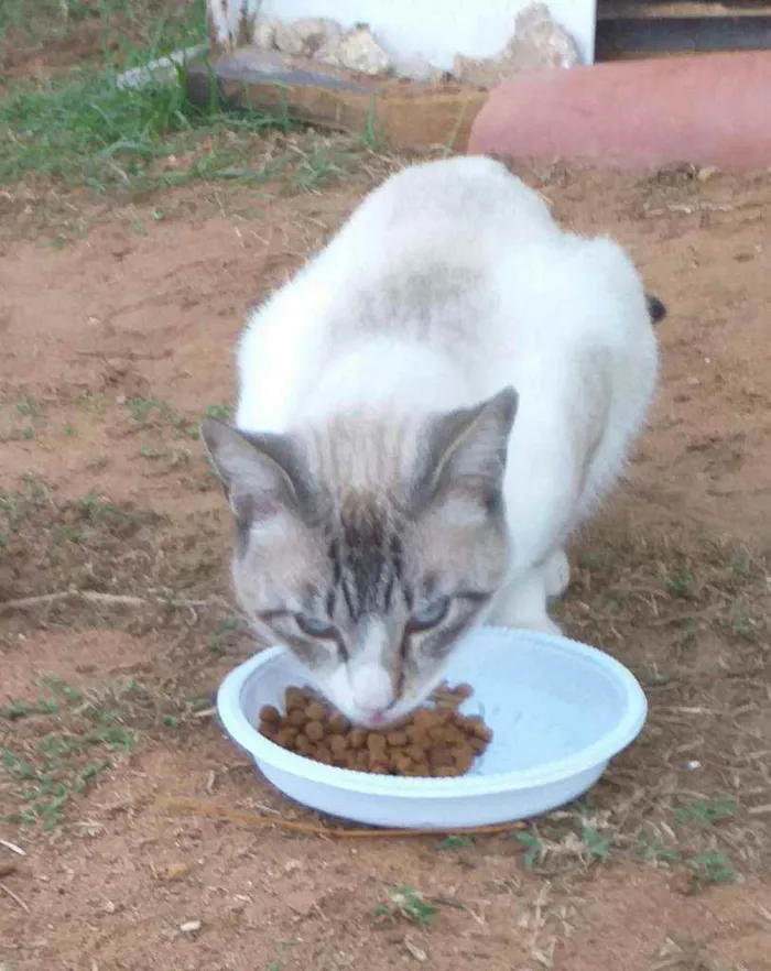 Gato raça SRD idade 1 ano nome Luck