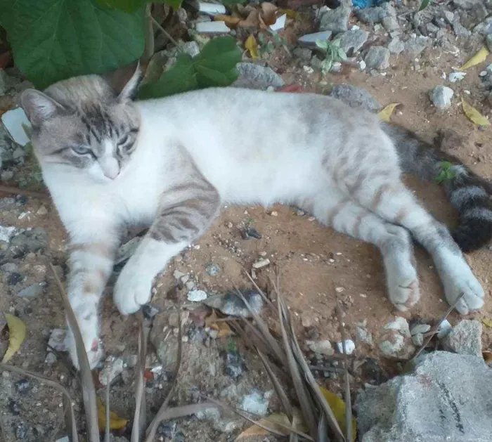 Gato raça SRD idade 1 ano nome Luck