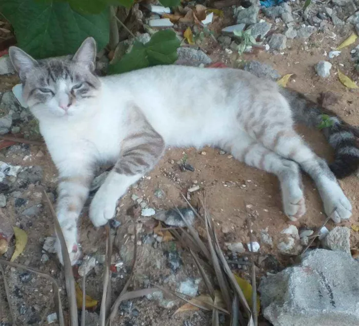 Gato raça SRD idade 1 ano nome Luck