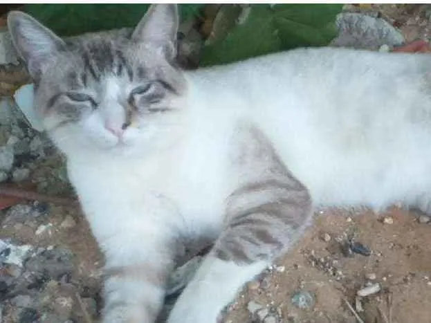 Gato raça SRD idade 1 ano nome Luck