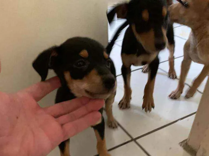 Cachorro ra a Vira lata idade 2 a 6 meses nome Caozinho