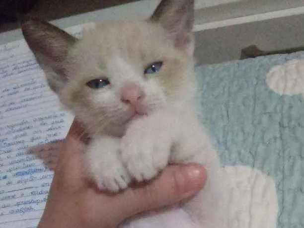 Gato raça Vira-lata idade Abaixo de 2 meses nome Sem nomes ainda. 