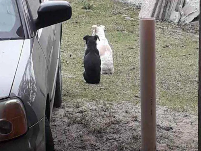 Cachorro ra a Vira lata  idade 6 ou mais anos nome Kila