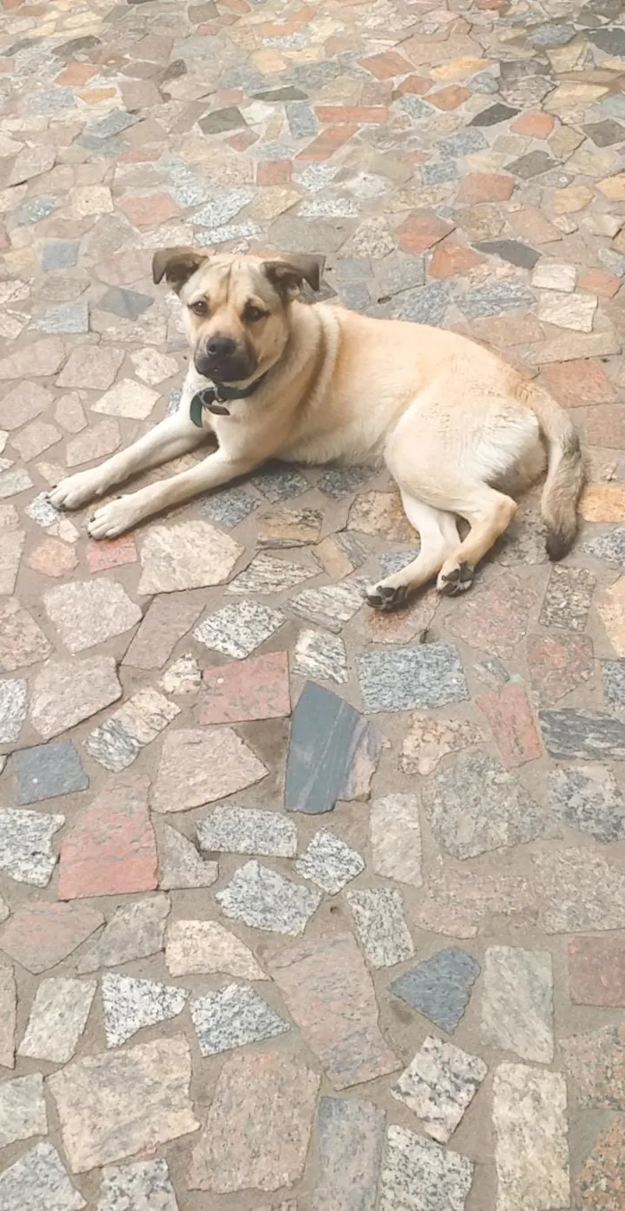 Cachorro ra a Pitbbul com vira lata  idade  nome Jhoy