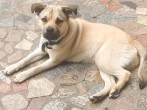 Cachorro raça Pitbbul com vira lata  idade  nome Jhoy