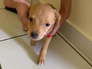 Cachorro raça Vira lata idade 2 a 6 meses nome Caozinho