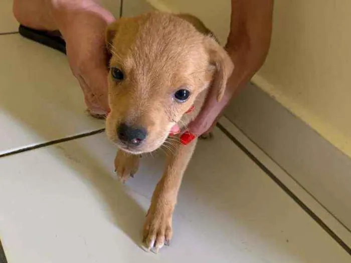 Cachorro ra a Vira lata idade 2 a 6 meses nome Caozinho